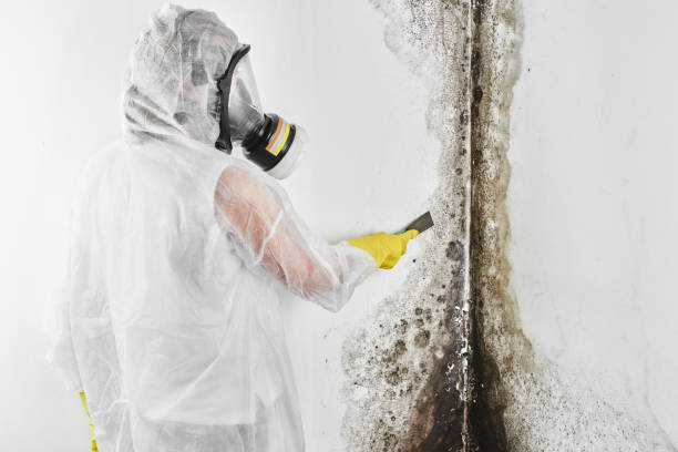 Mold Removal Process in Sharpsburg, PA