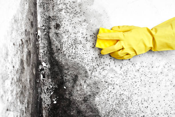 Best Commercial Mold Removal  in Sharpsburg, PA