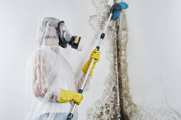 Best Attic Mold Removal  in Sharpsburg, PA