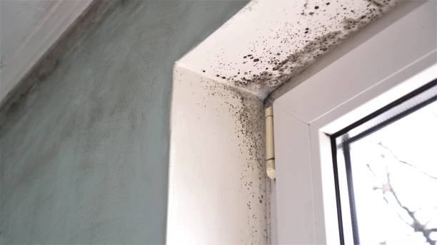 Best Mold Inspection  in Sharpsburg, PA